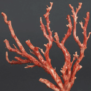 桃色珊瑚　原木の置物