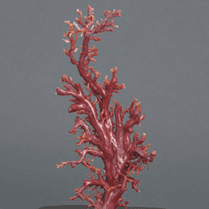 血赤珊瑚置物