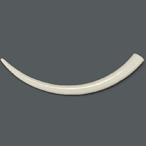 象牙の牙(約6.5kg)